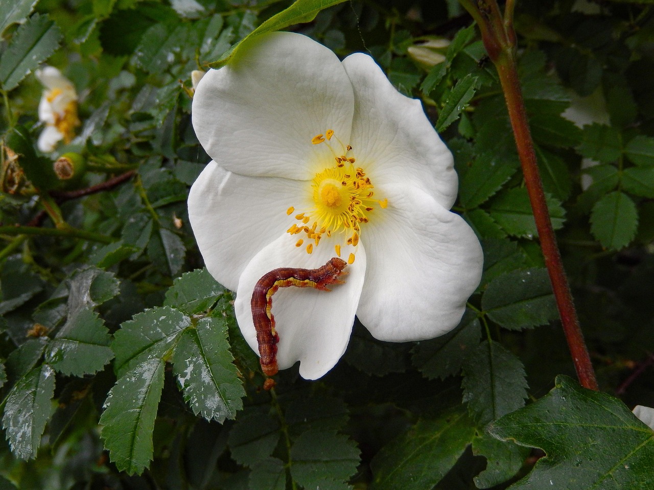 Release Ownership Rotation